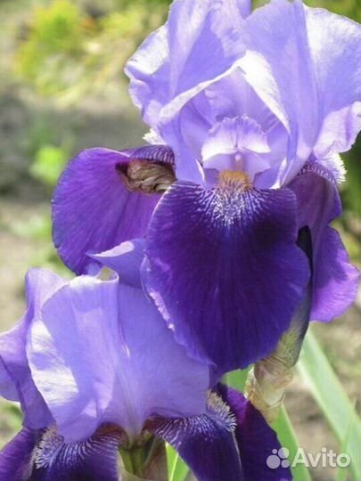 Ирисы сортовые. Ачиток