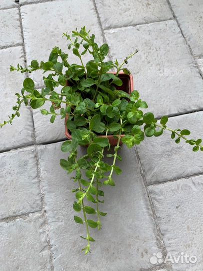 Почвопокровные многолетники