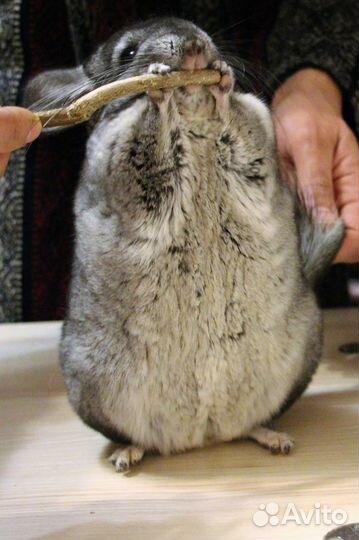 Шиншилла девочка гетероэбони средний (2 шт.)