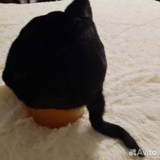 Кепка норковая женская