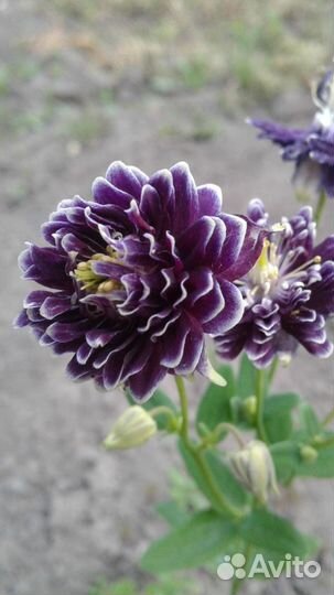 Аквилегия. Набор семян