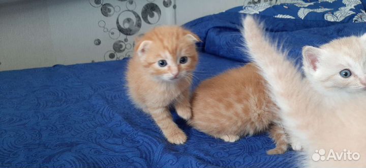 Котята в добрые руки бесплатно