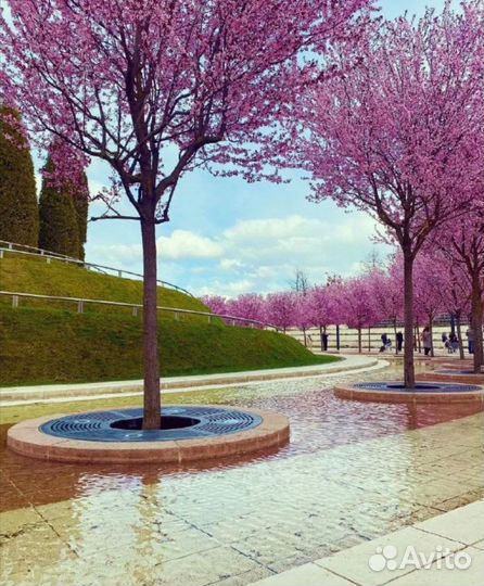 Краснодарский парадайз