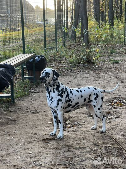 Щенки долматина
