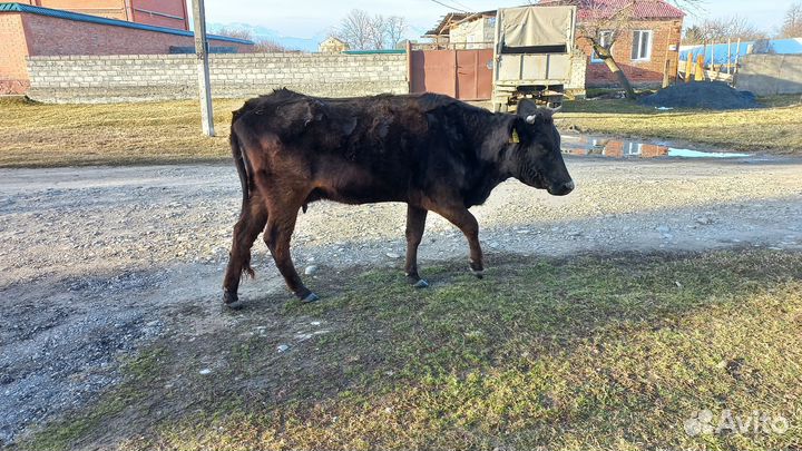 Корова дойная на мясо