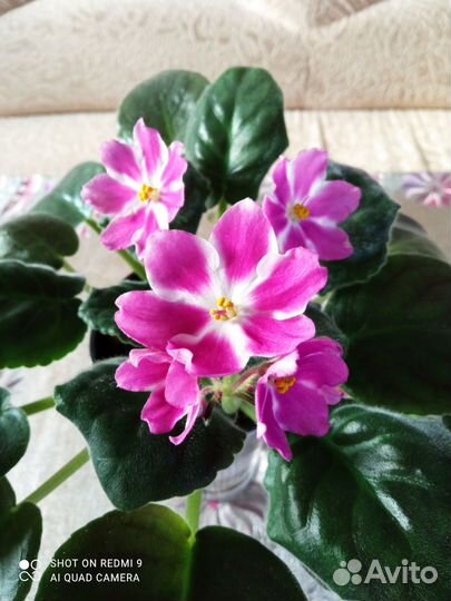 Фиалка взрослая цветущая