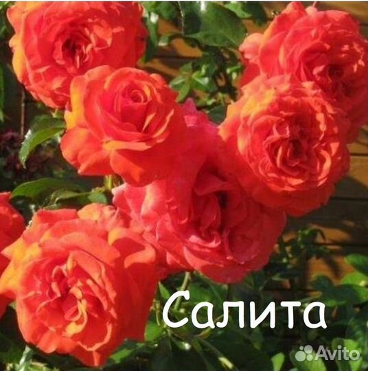 Продам саженцы роз