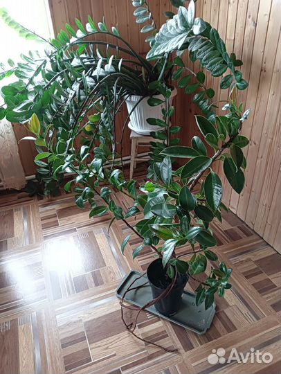 Замиокулькас