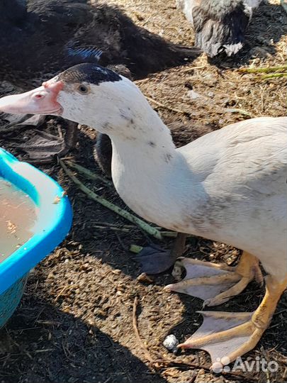 Индоутки молодняк