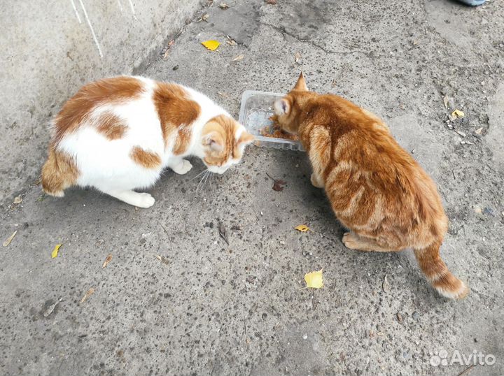 Кошки в добрые руки