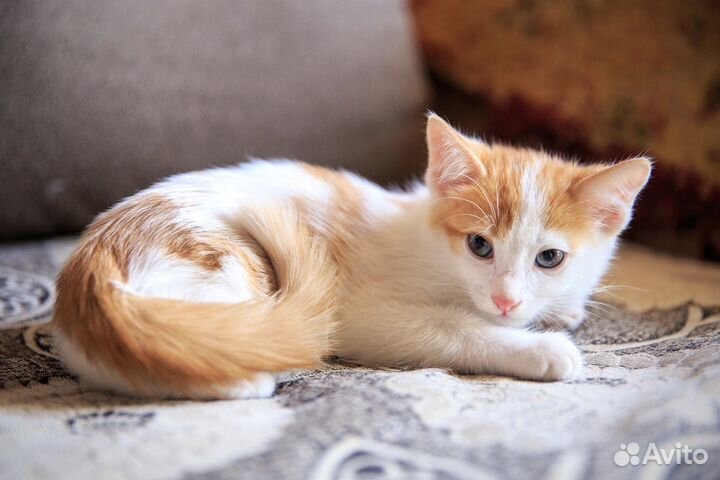 Голубоглазый котёнок