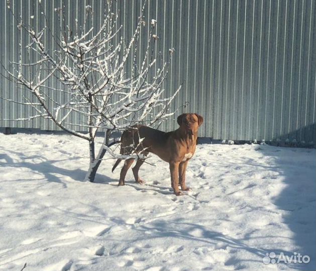 Вязка Бордоский дог