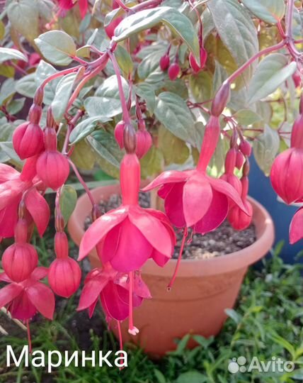 Фуксия,пеларгония