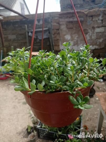 Портулак рассада