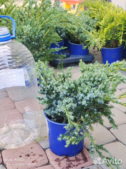 Можжевельник блю карпет