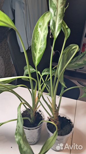 Комнатные растения цветы