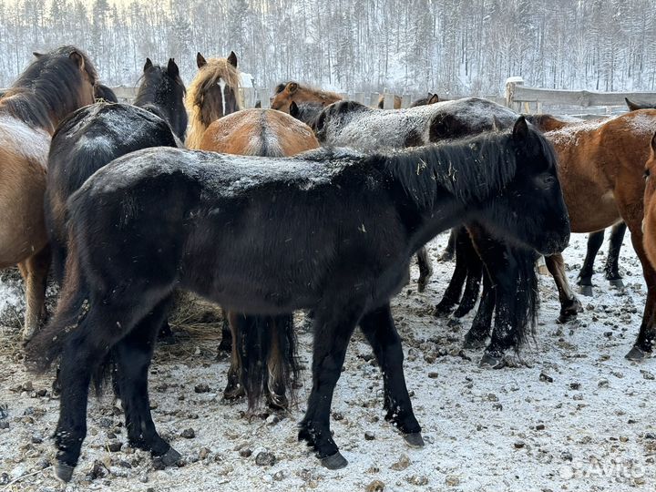 Жеребята 23 года