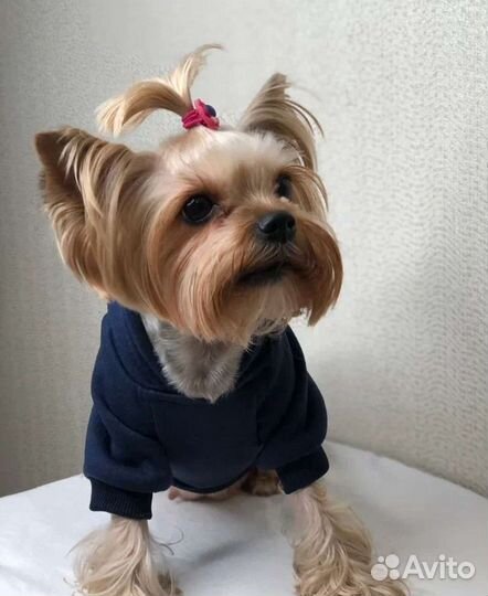 Толстовка для животных Новая