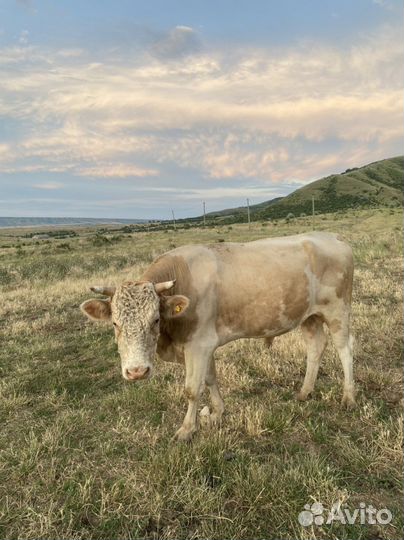 Бык симентал