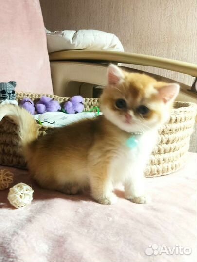 Котята золотая шиншилла