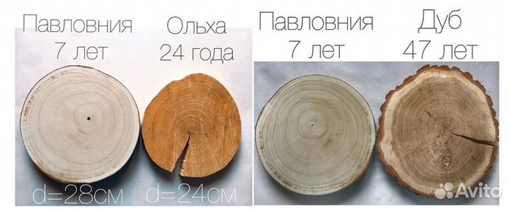 Гибрид Адамово дерево(Павловния) -33градусов