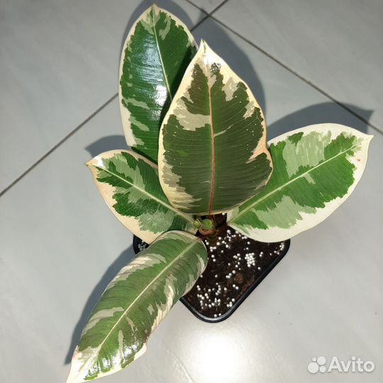 Фикус Эластика Тинеке