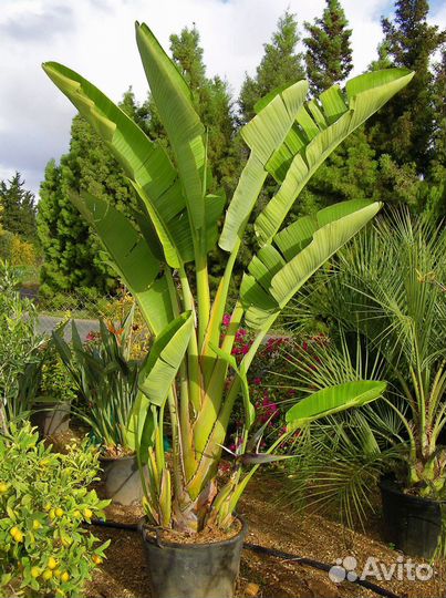 Стрелиция Николая