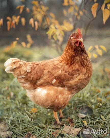 Курицы несушки