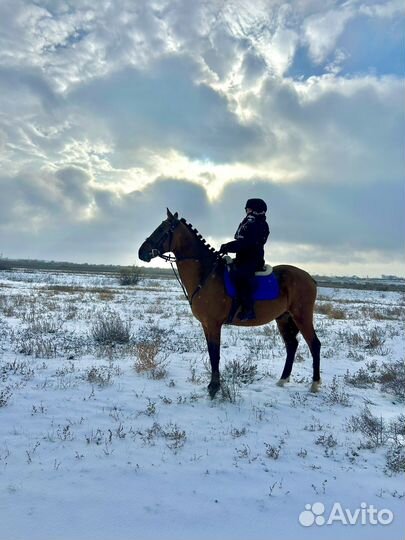 Конные прогулки обучение верховая езда