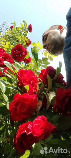 Глициния, Клематис, Роза, Сирень и др