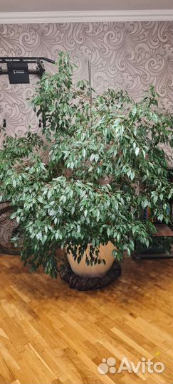 Фикус бенджамина