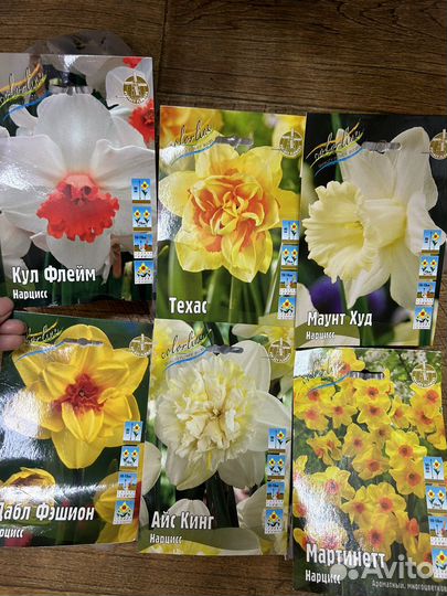 Тюльпаны,нарциссы и др луковичные