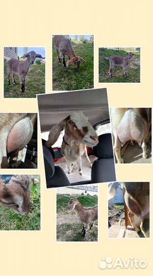 Нубийская козочка