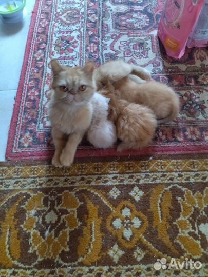 Персидская