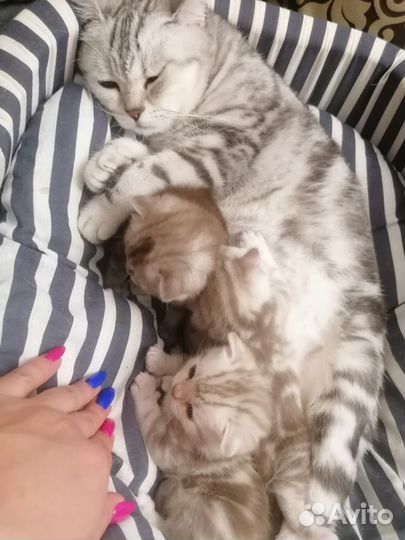 Кошка