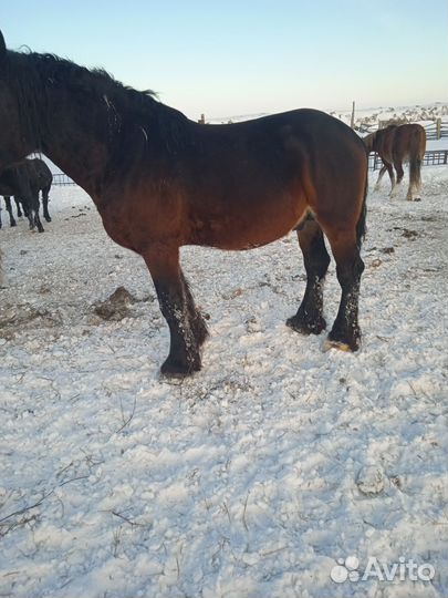 Жеребец полутяж