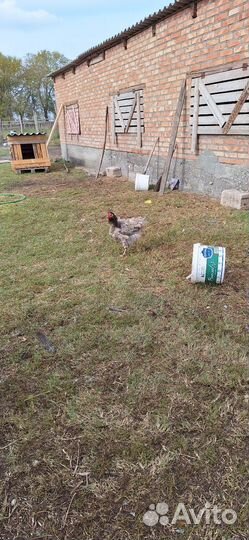 Куры петухи