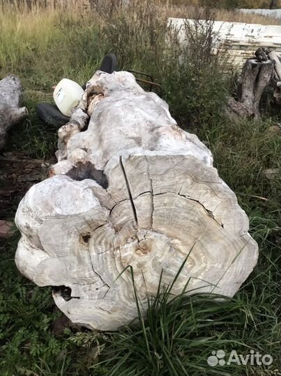 Стволы дерева для слеба