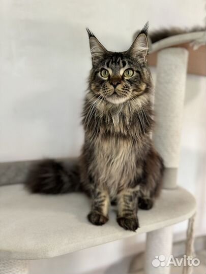 Мейн-кун котик