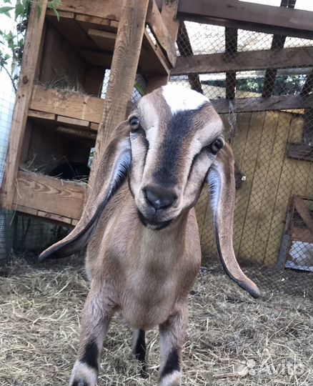 Англо нубийская козочка