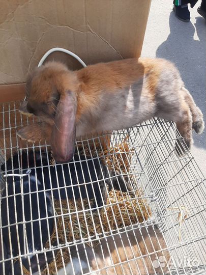 Кролики породы Французский баран