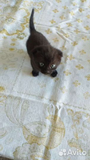 Котёнок в дар бесплатно