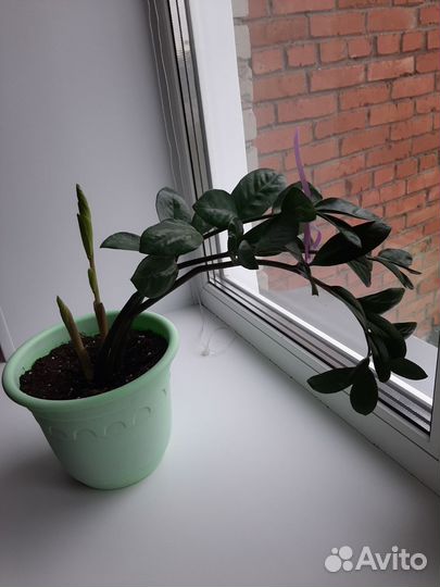 Замиокулькас