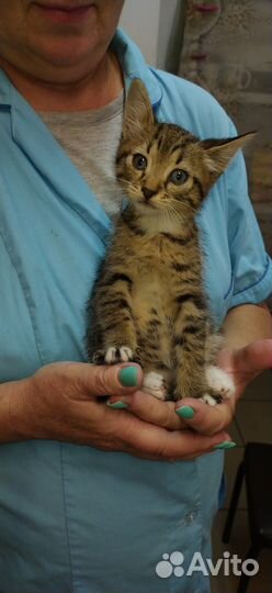 Отдам в добрые руки