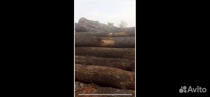 Лес кругляк дуб