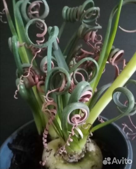 Альбука, Юнкус, Стефанотис, Монстера