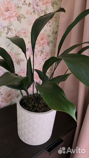 Аспидистра