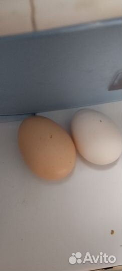 Домашние куриные яйца