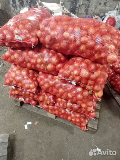 Лук репчатый