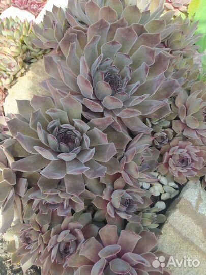 Растения для вашего сада